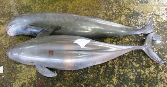 토종 돌고래를 찾아서