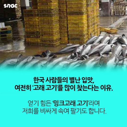 토종 돌고래를 찾아서