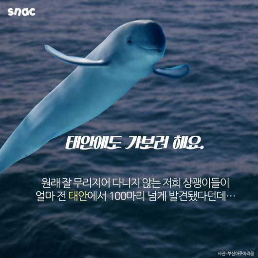 토종 돌고래를 찾아서