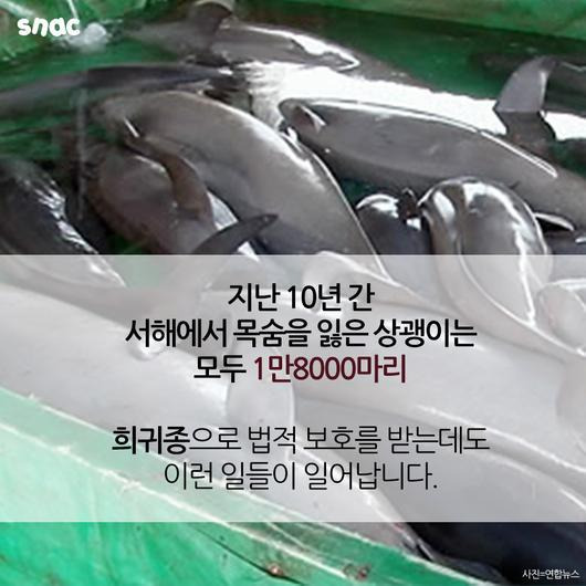 토종 돌고래를 찾아서