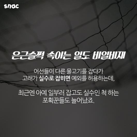 토종 돌고래를 찾아서