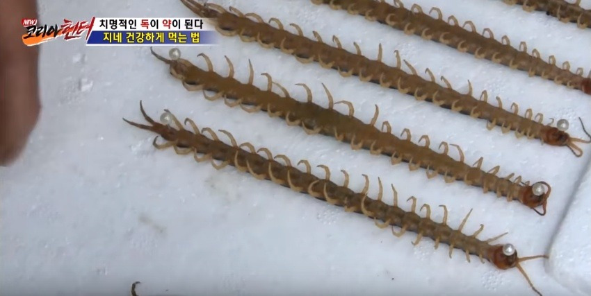 지네를 건강하게 먹는 방법