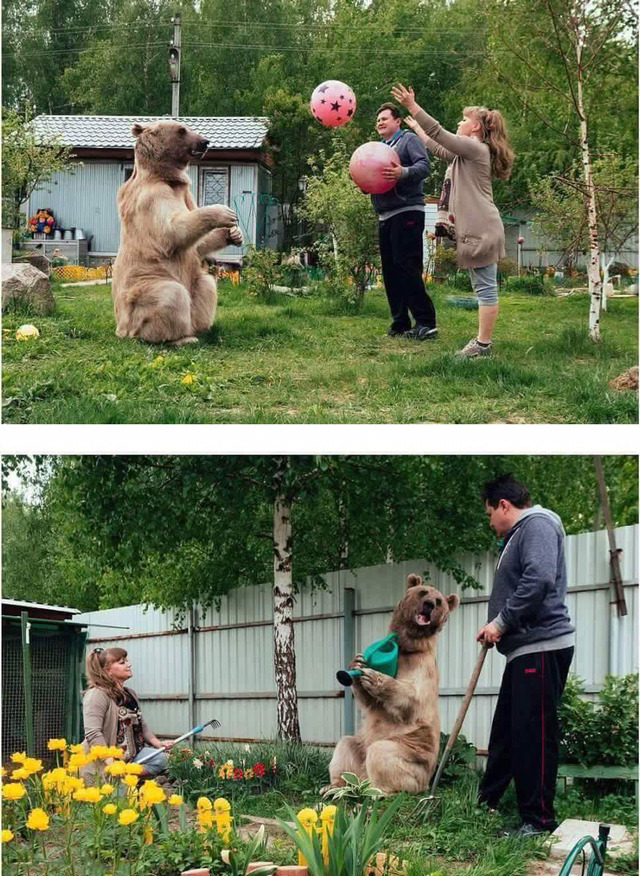 곰과 함께 자란 남자