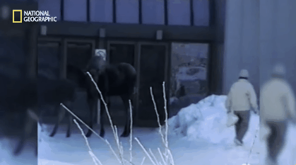 알래스카에서 곰보다 더 많은 사람들을 다치게 하는 동물