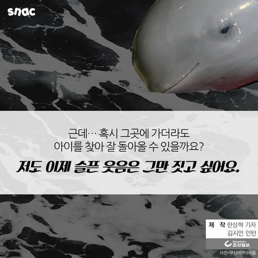 토종 돌고래를 찾아서