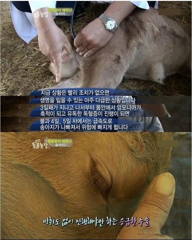 항문 없이 태어난 송아지