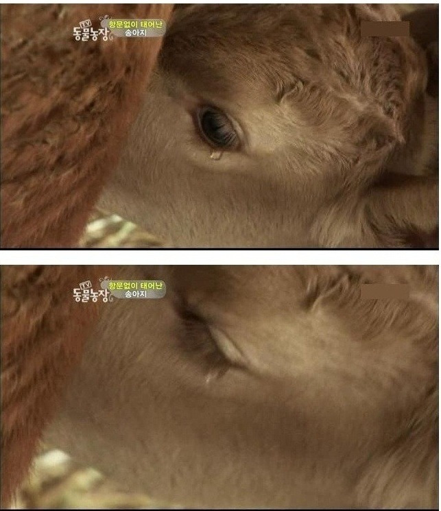 항문 없이 태어난 송아지