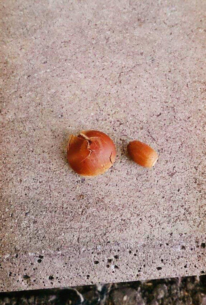 배고픈 너구리에게 밥을 주었다