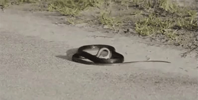 99ACD4475ABE24F22C0D9E