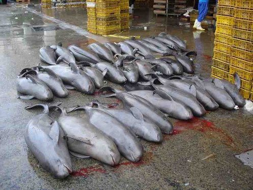 토종 돌고래를 찾아서