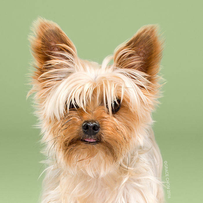 애견 미용의 세계