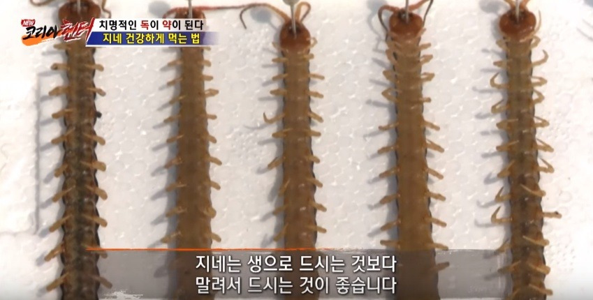 지네를 건강하게 먹는 방법