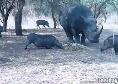 버팔로, 멧돼지＜ 코뿔소＜ 끼리형