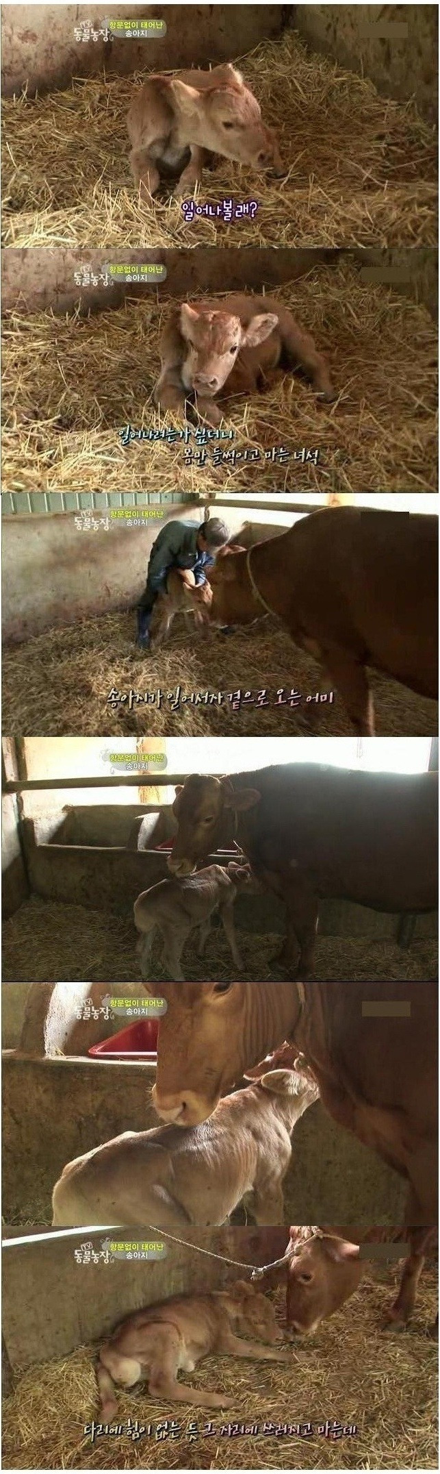 항문 없이 태어난 송아지