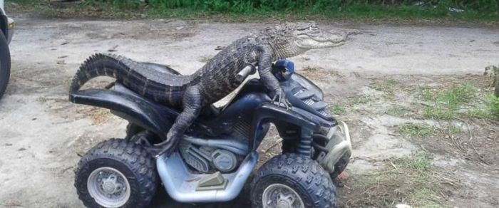 미국 플로리다의 일상