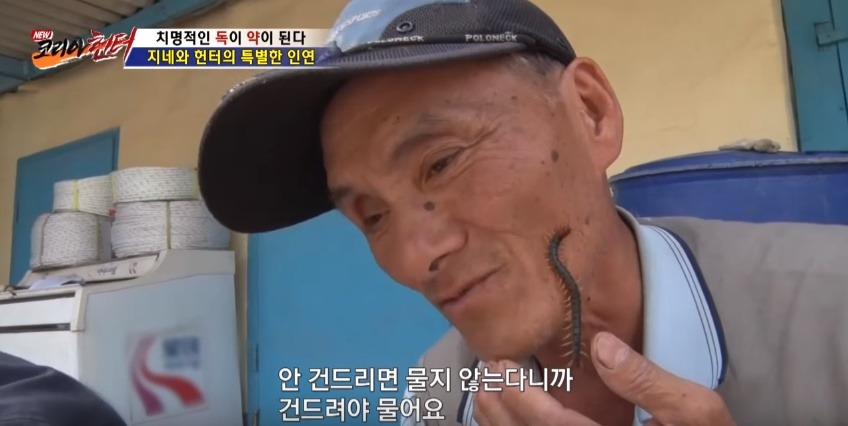 지네를 건강하게 먹는 방법