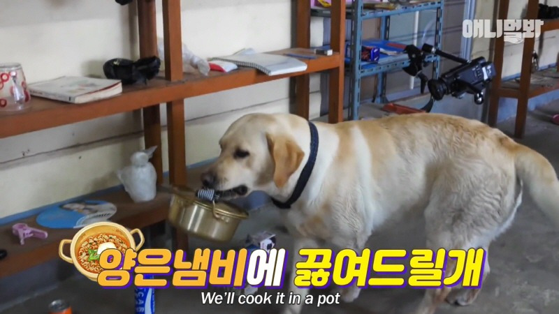 천재견 호야 근황