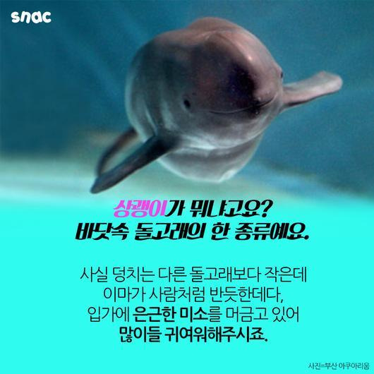 토종 돌고래를 찾아서