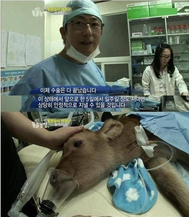 항문 없이 태어난 송아지