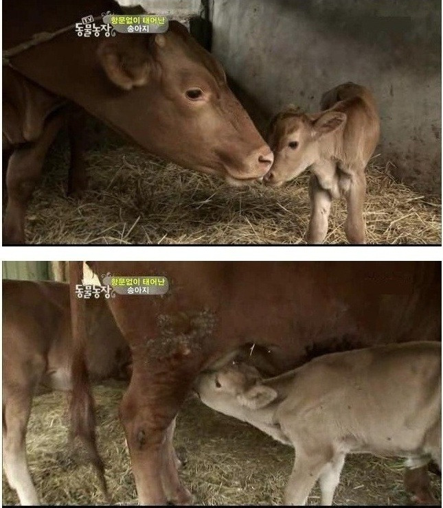 항문 없이 태어난 송아지
