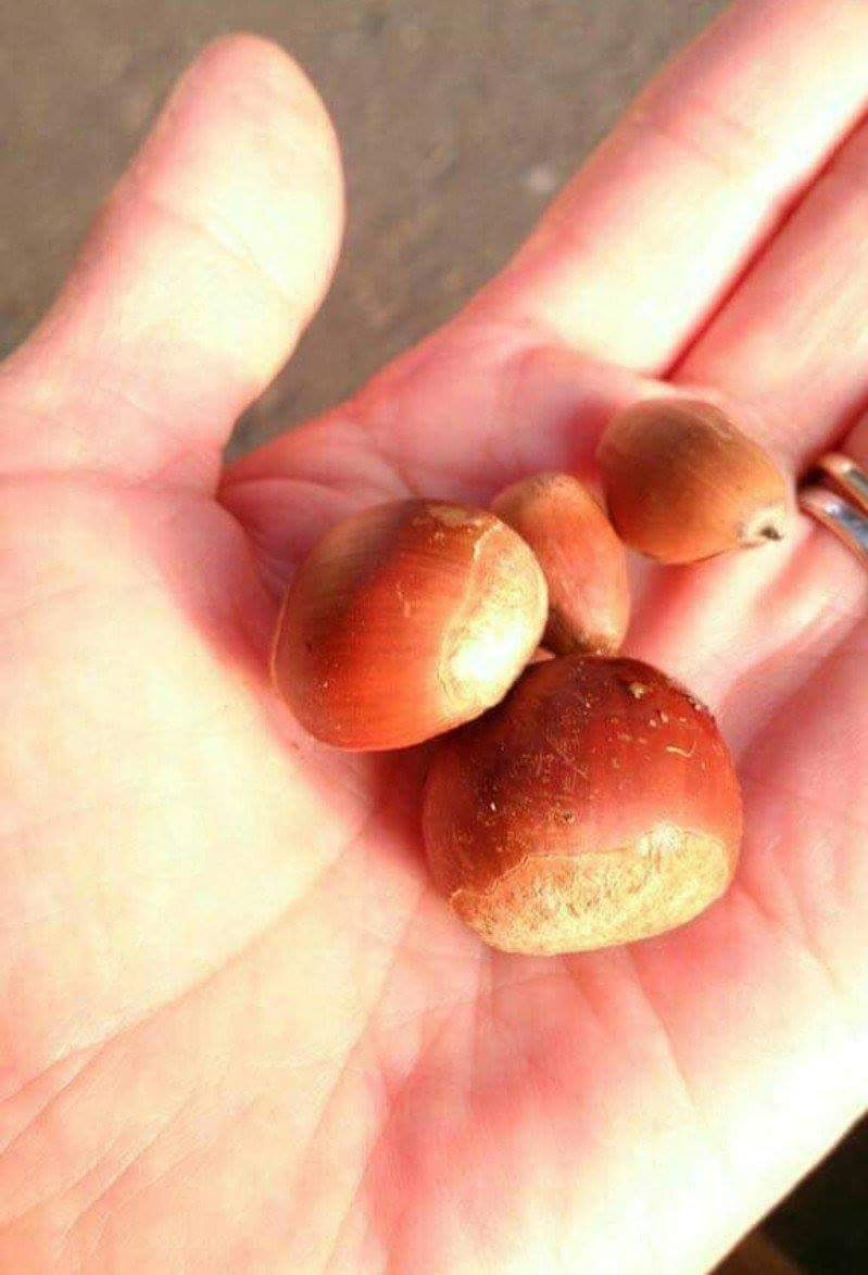 배고픈 너구리에게 밥을 주었다