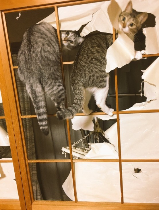 264979485959CD48068CC8