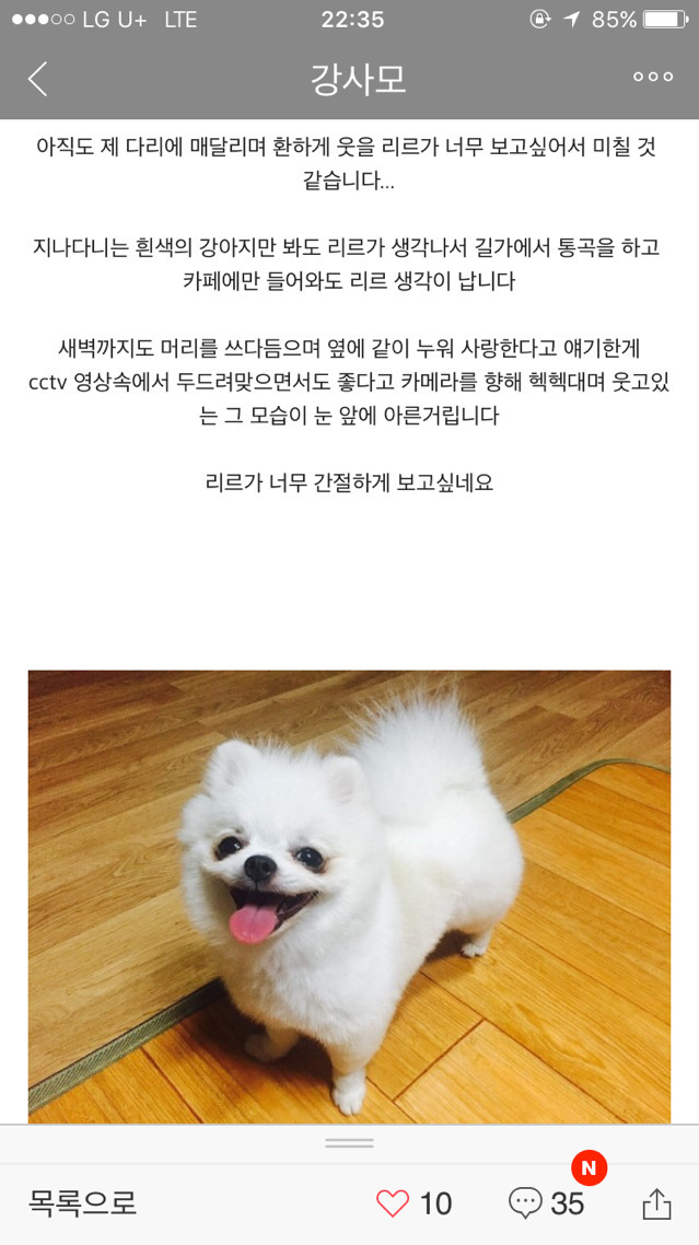 애견 미용사한테 맞아 죽은 개