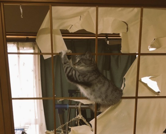 26479E4C5959CD47232236