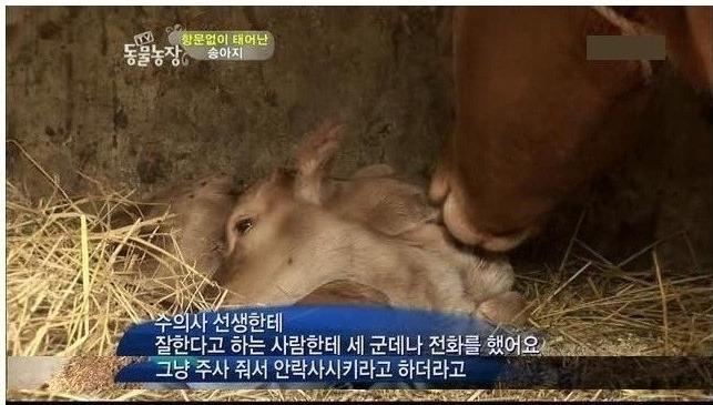 항문 없이 태어난 송아지