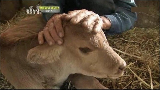 항문 없이 태어난 송아지