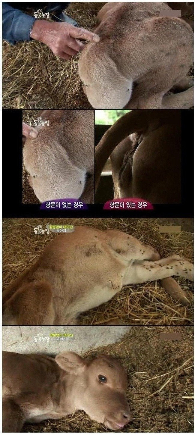 항문 없이 태어난 송아지