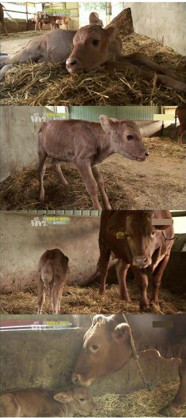 항문 없이 태어난 송아지