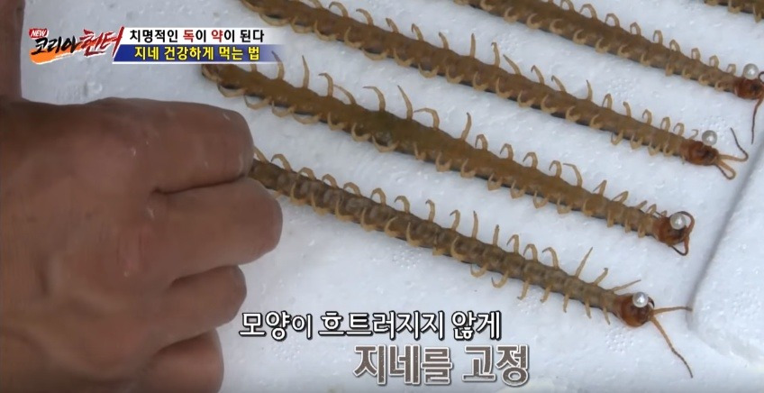 지네를 건강하게 먹는 방법