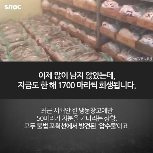 토종 돌고래를 찾아서