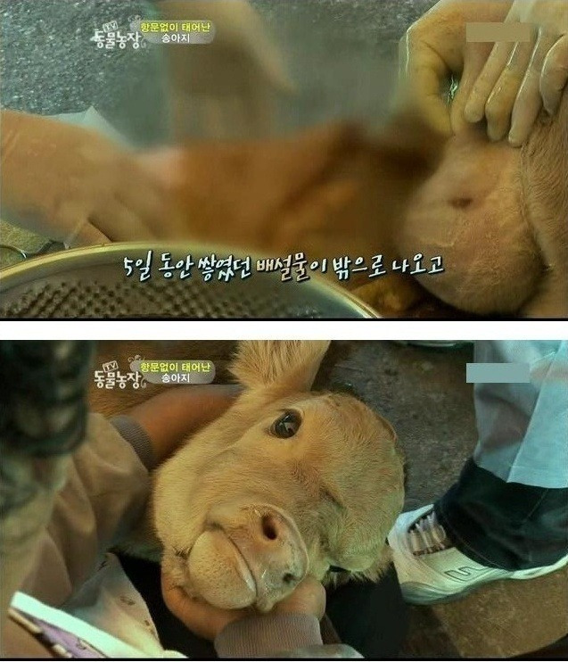 항문 없이 태어난 송아지