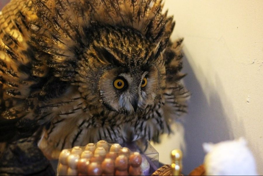 부엉이 조각상보고 위협을 느낀 부엉이