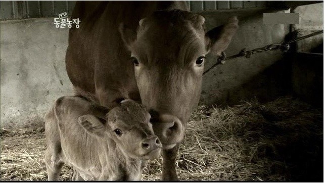 항문 없이 태어난 송아지