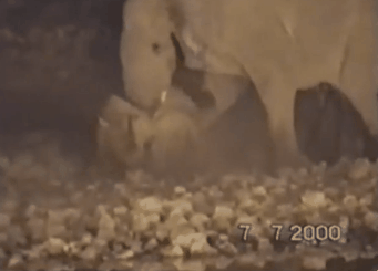 버팔로, 멧돼지＜ 코뿔소＜ 끼리형