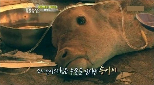 항문 없이 태어난 송아지
