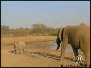 버팔로, 멧돼지＜ 코뿔소＜ 끼리형