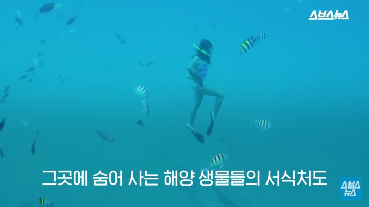 여름 필수품 선크림이 하와이 산호초 초토화 시킨 이유