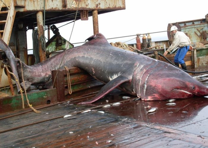 그물에 걸린 상어