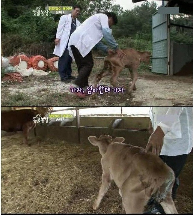 항문 없이 태어난 송아지