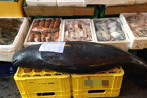 토종 돌고래를 찾아서