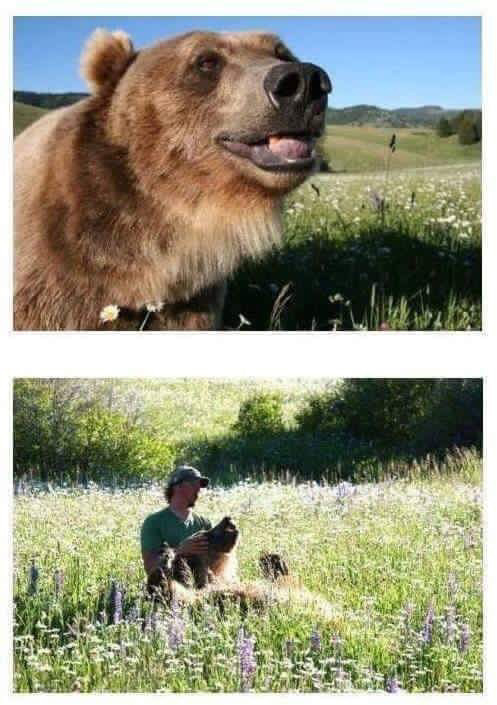 곰과 함께 자란 남자