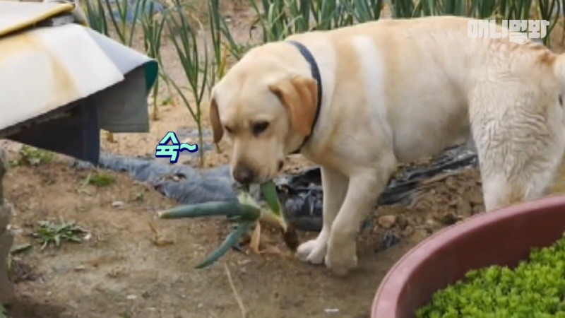 천재견 호야 근황