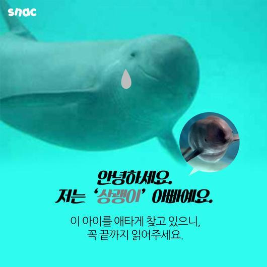 토종 돌고래를 찾아서