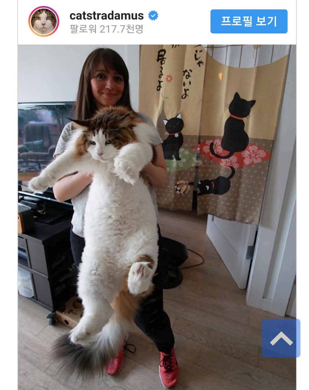 인스타 팔로우 20만이 넘는 거대 고양이