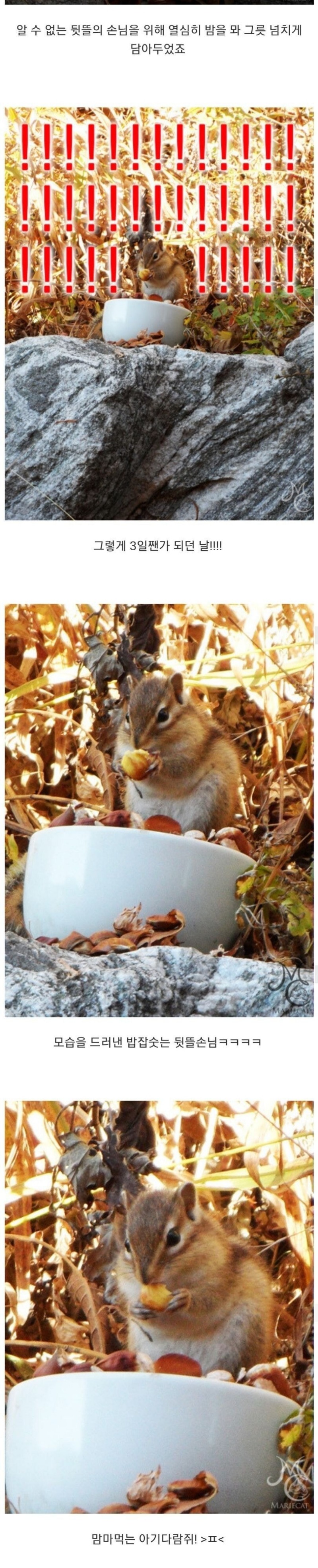  밤송이 까놨더니 찾아온 손님의 정체