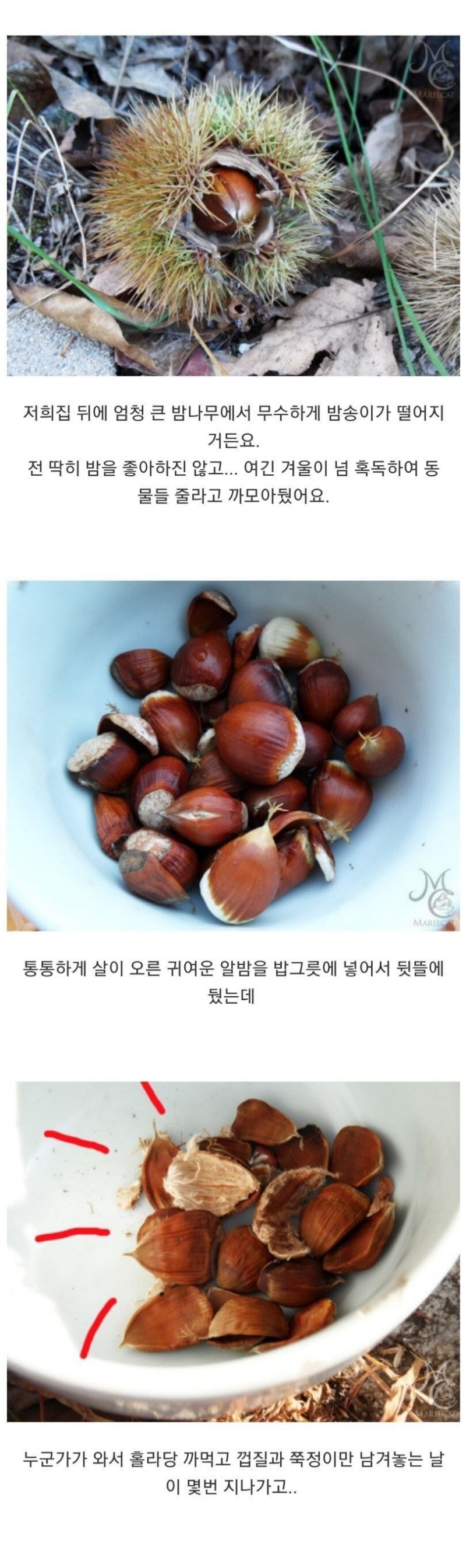  밤송이 까놨더니 찾아온 손님의 정체